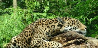 Jakiego Jaguara kupić?