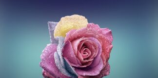 Czym się różni Łódź od statku?