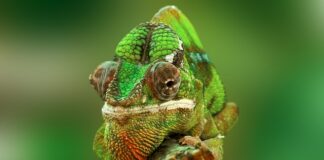 Jak to się dzieje że kameleon zmienia kolor?