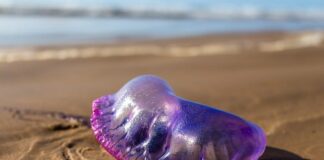 Czy żeglarz jachtowy może pływać motorówką?