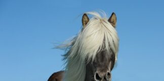 Ile koni ma suzuki samurai?