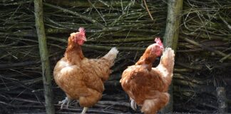 Jakie są typy jachtów?