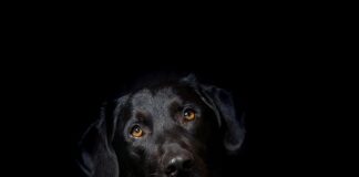 Kiedy hybryda w Dacii?