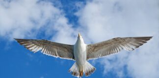 W jakim kraju produkowany jest VW Tiguan?