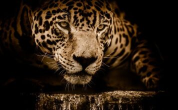 Czyje silniki ma Jaguar?