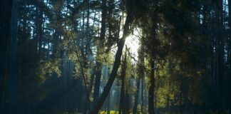 Jaki ma prześwit Nissan Qashqai?