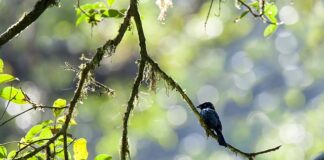 Czy trzeba robić przeglądy w ASO?