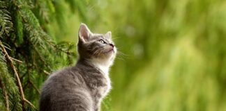 Co odstrasza koty na podwórku?