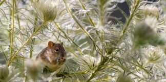 Co odstrasza szczury w ogrodzie?