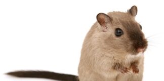Czy myszy słyszą ultradźwięki?
